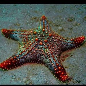 Meet your Posher, Annabel